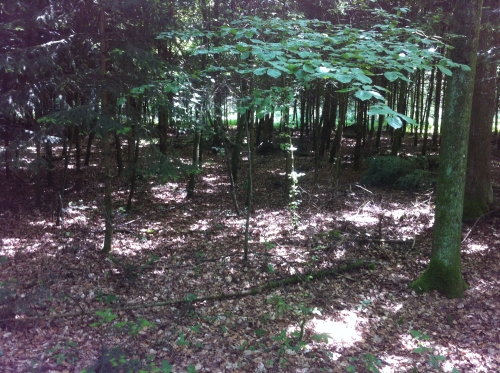 tracer european summer 2012 tour iphone pics 143