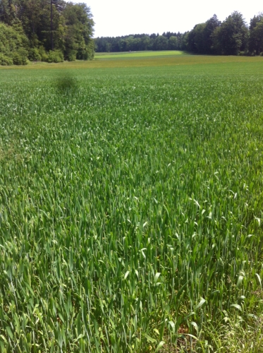 tracer european summer 2012 tour iphone pics 144