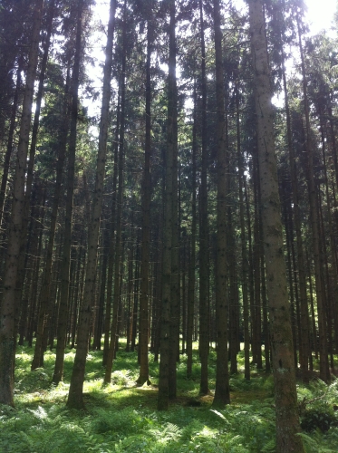 tracer european summer 2012 tour iphone pics 146