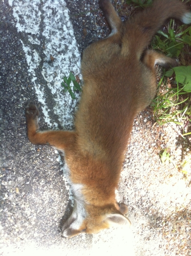 tracer european summer 2012 tour iphone pics 160