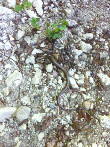 tracer european summer 2012 tour iphone pics 167