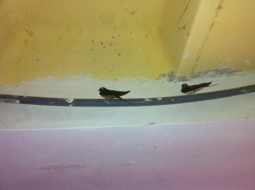 tracer european summer 2012 tour iphone pics 228