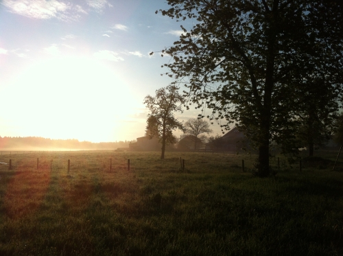 tracer european summer 2012 tour iphone pics 57