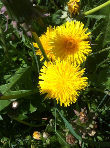 tracer european summer 2012 tour iphone pics 88