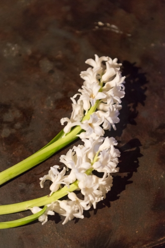 tracer poznan PL minoga 01