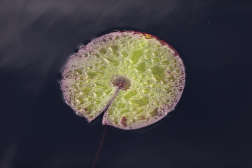 tracer tracking water for thirsty dogs day 02 wednesday 2014 03