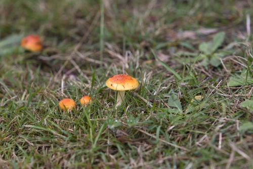 tracer tracking water for thirsty dogs day 02 wednesday 2014 06