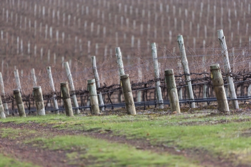 tracer tracking water for thirsty dogs day 02 wednesday 2014 11