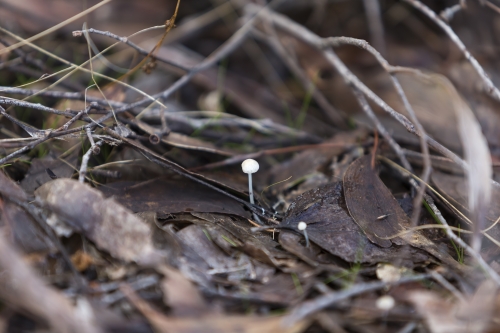 tracer tracking water for thirsty dogs day 02 wednesday 2014 14