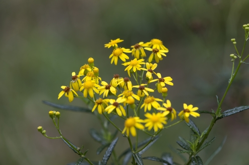 tracer tracking water for thirsty dogs day 02 wednesday 2014 16