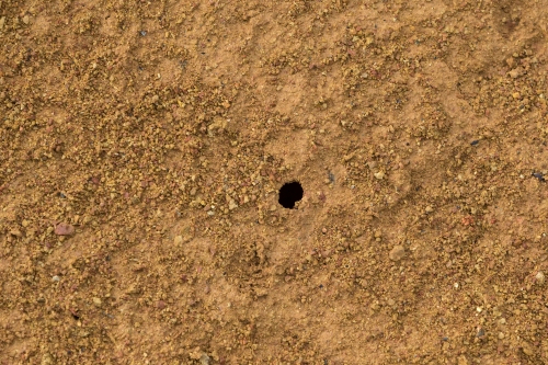 tracer tracking water for thirsty dogs day 02 wednesday 2014 17