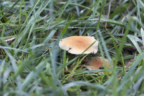 tracer tracking water for thirsty dogs day 02 wednesday 2014 19