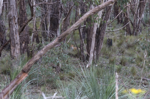 tracer tracking water for thirsty dogs day 02 wednesday 2014 20