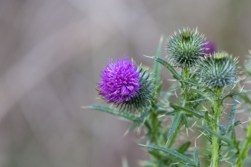 tracer tracking water for thirsty dogs day 02 wednesday 2014 22