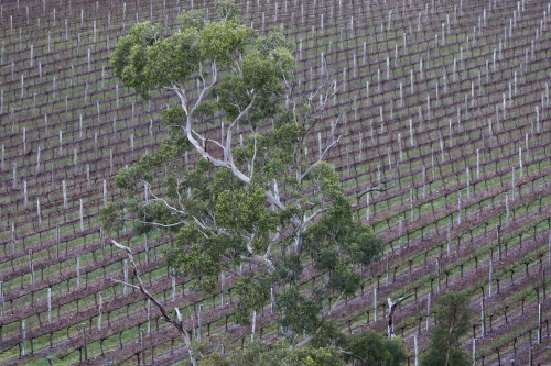 tracer tracking water for thirsty dogs day 02 wednesday 2014 23
