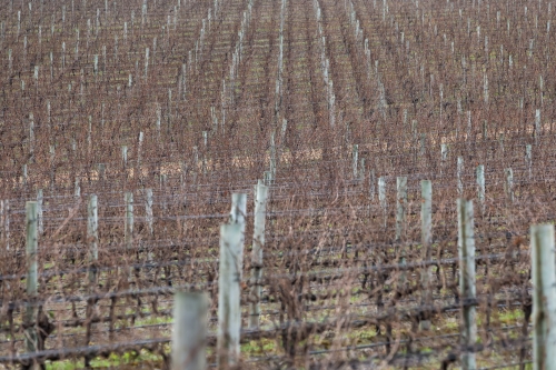 tracer tracking water for thirsty dogs day 02 wednesday 2014 25
