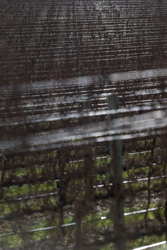 tracer tracking water for thirsty dogs day 02 wednesday 2014 26