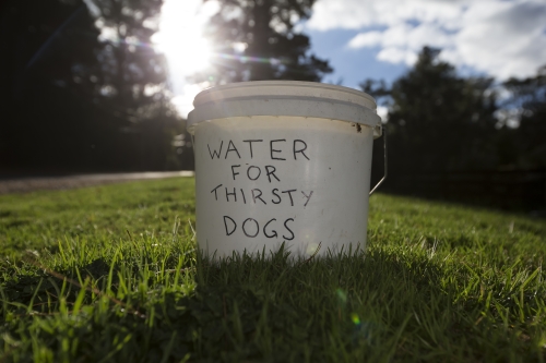 tracer tracking water for thirsty dogs day 03 thursday 2014 05