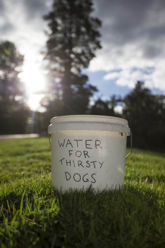 tracer tracking water for thirsty dogs day 03 thursday 2014 06