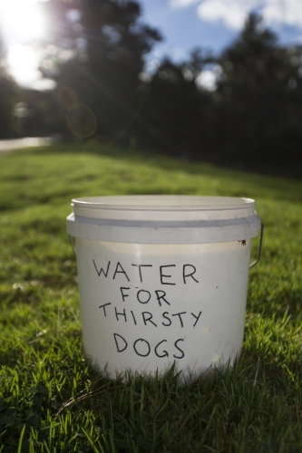 tracer tracking water for thirsty dogs day 03 thursday 2014 07