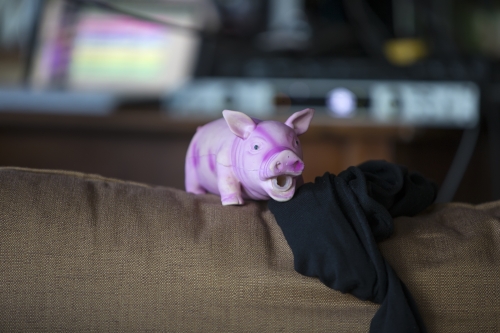 tracer tracking water for thirsty dogs day 03 thursday 2014 24