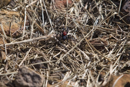 tracer tracking water for thirsty dogs day 04 friday 2014 06