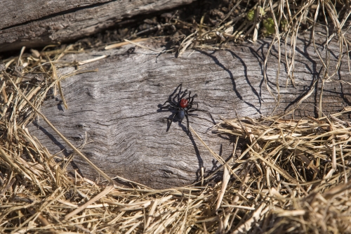 tracer tracking water for thirsty dogs day 04 friday 2014 07